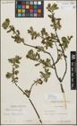 Foto von Salix myrsinifolia Salisb.